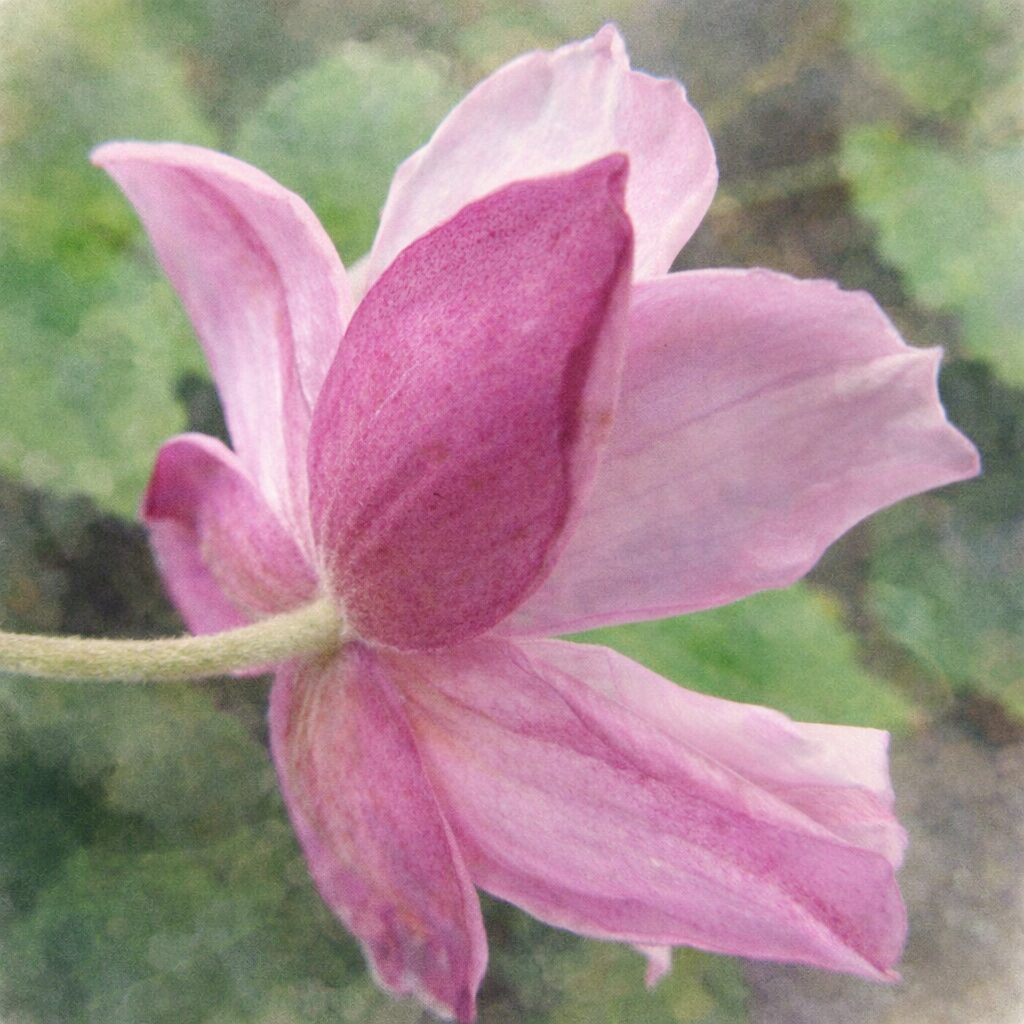 シュウメイギク（秋明菊）の花を横向き構図で描いた手描き水彩画風イラスト。淡いピンクの花びらと濃色の萼、ふんわりした花柄を、やさしいにじみと柔らかな質感で表現した絵画的な一輪。