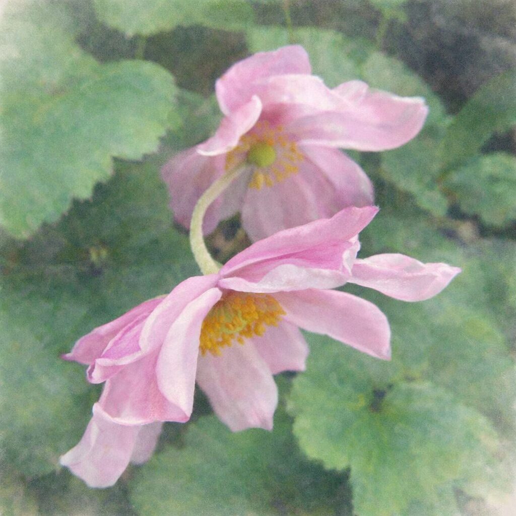 シュウメイギク（秋明菊）の二輪の花を描いた手描き水彩画風イラスト。淡いピンクの花びらがふんわりと垂れ、黄色い花芯と緑の葉がやさしいにじみで表現された絵画的な一枚。