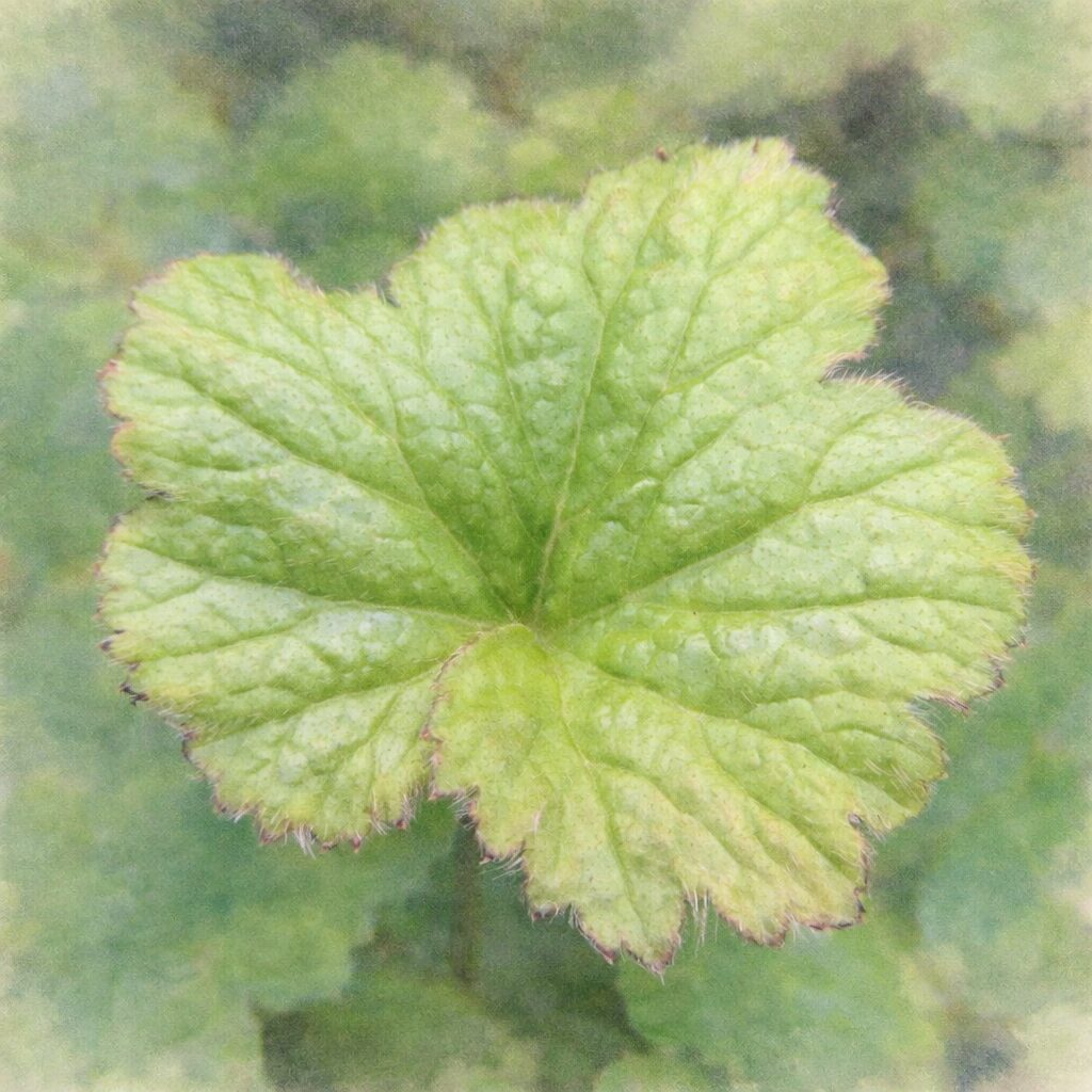 シュウメイギク（秋明菊）の若葉を上から見た構図で描いた手描き水彩画風イラスト。放射状の葉脈と柔らかな緑のグラデーションを、ふんわりとしたにじみと優しい質感で表現した絵画的な一枚。