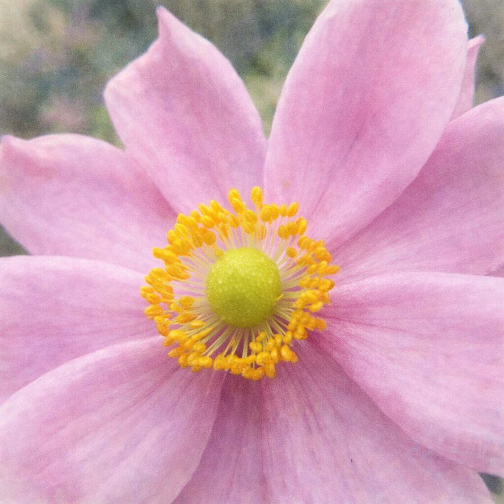 シュウメイギク（秋明菊）の花を真正面から描いた、やさしい質感の手描き水彩画イラスト。淡いピンクの花びらと中央の黄緑色の花芯、黄色い雄しべをふんわりと表現した正方形構図。