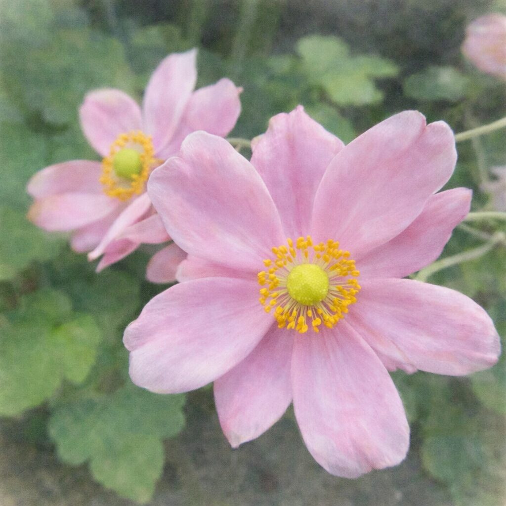 シュウメイギク（秋明菊）の花を2輪描いた手描き水彩画風イラスト。淡いピンクの花びらと黄緑色の花芯を、前後の奥行きを感じる構図で、ふんわり柔らかな質感とにじみで表現した正方形作品。