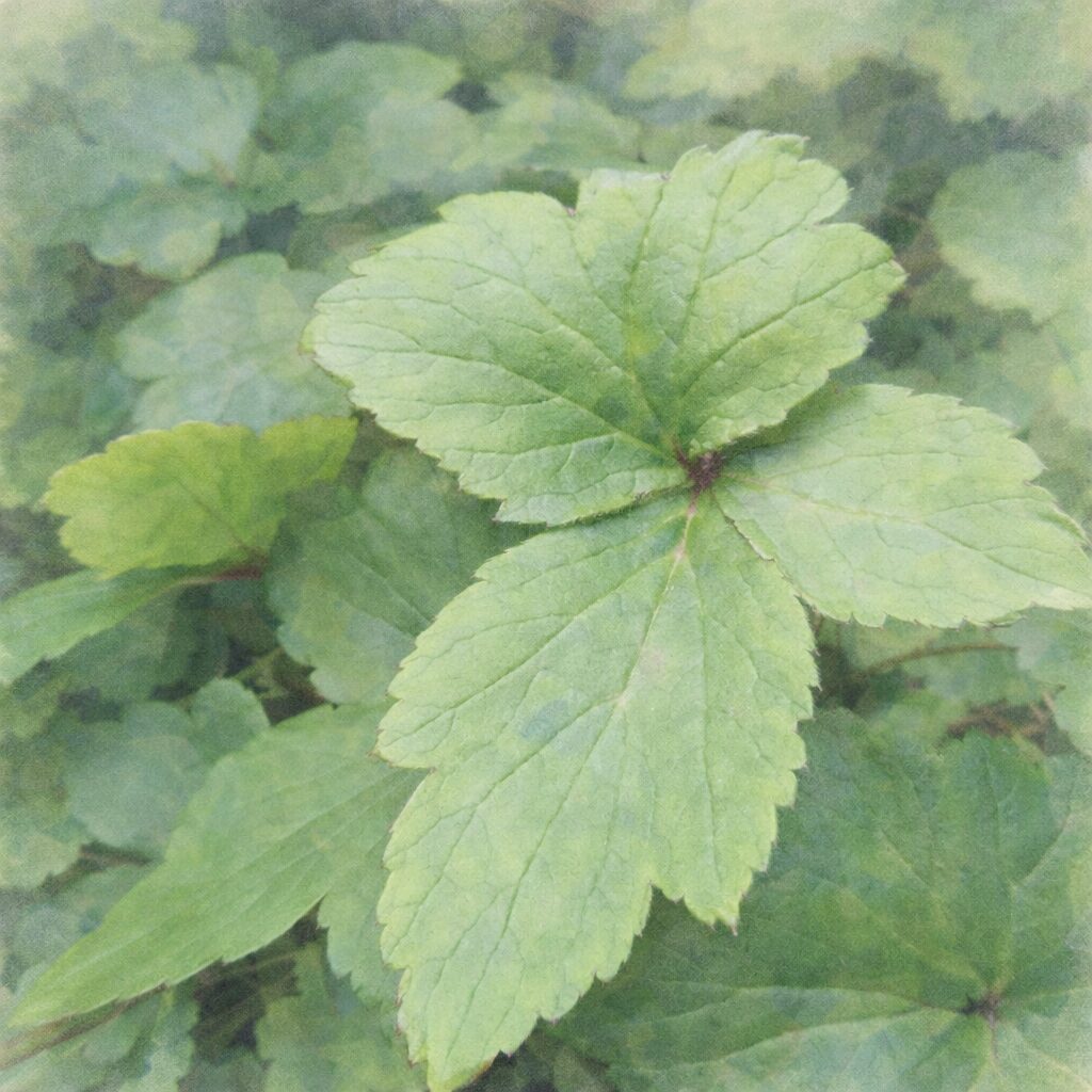 シュウメイギク（秋明菊）の葉を描いた手描き水彩画風イラスト。三裂した葉の形と放射状の葉脈を、淡い緑のグラデーションとふんわりしたにじみで表現した正方形構図。