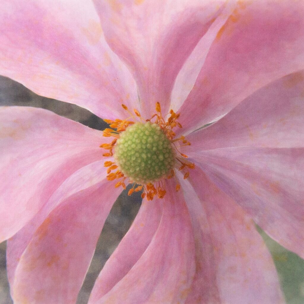 シュウメイギクの花を描いた手描き水彩画風イラスト｜淡いピンクの花弁と中央の黄緑色の花托、橙色の雄しべをやさしい質感で表現した正方形構図