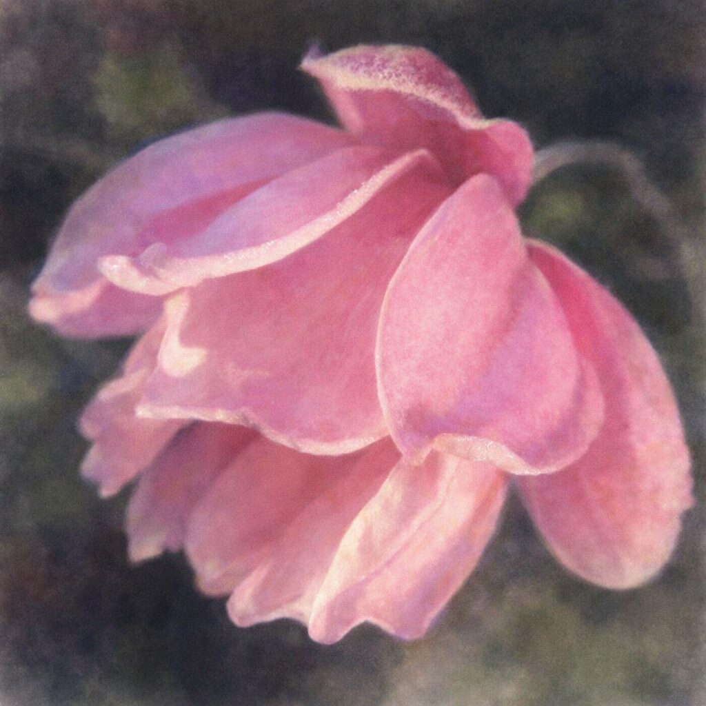 シュウメイギク（秋明菊）の花を横向き構図で描いた手描き水彩画風イラスト。重なり合う淡いピンクの花びらを、ふんわりとしたにじみと優しい光の表現で描いた正方形作品。