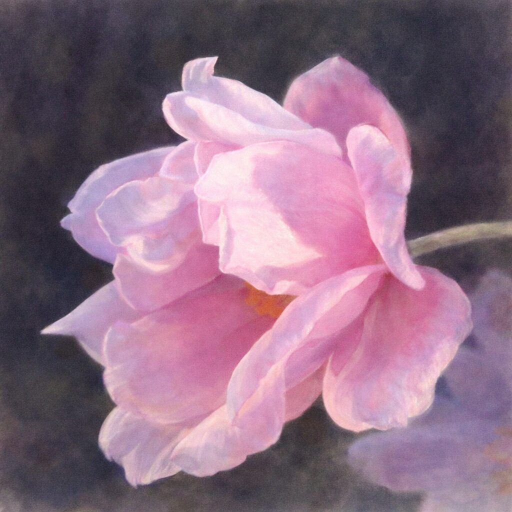 シュウメイギク（秋明菊）の八重咲きの花を横向き構図で描いた手描き水彩画風イラスト。重なり合う淡いピンクの花びらを、ふんわりとしたにじみと優しい光の表現で描いた正方形作品。