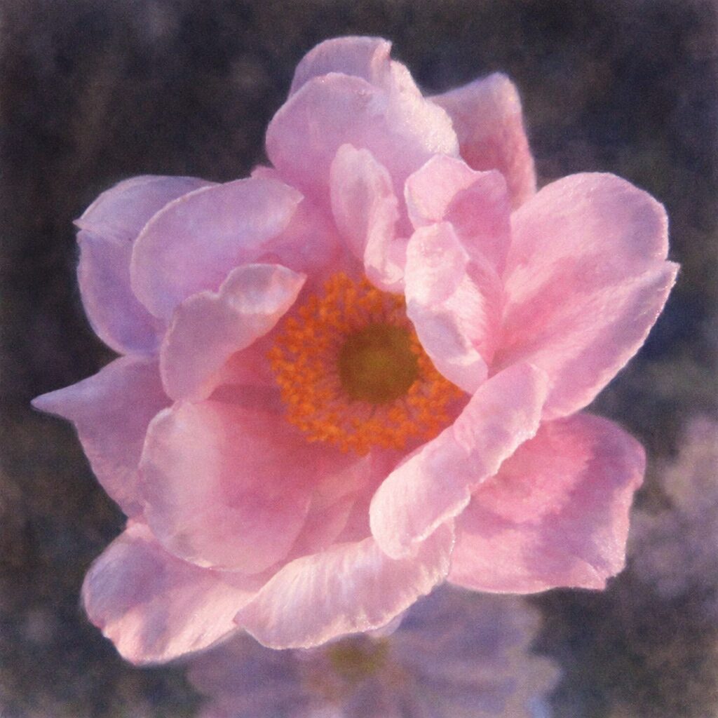 シュウメイギク（秋明菊）の八重咲きの花を描いた手描き水彩画風イラスト。重なり合う淡いピンクの花びらと中央の温かみのある花芯を、ふんわり柔らかなにじみと光で表現した正方形構図。