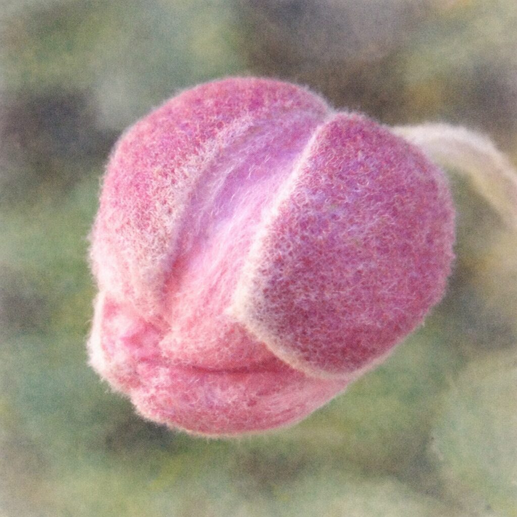 シュウメイギクの蕾を描いた手描き水彩画風イラスト。産毛の質感をやさしく表現した丸いピンク色の花芽を正方形構図でふんわりと描写。