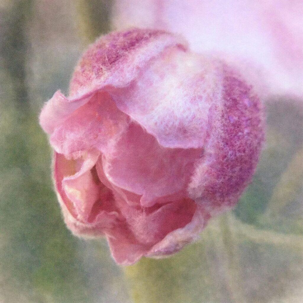 シュウメイギクのつぼみをやさしい水彩画風で描いたイラスト。淡いピンクの花弁と産毛の質感をふんわりと表現した秋明菊の蕾の正方形構図。