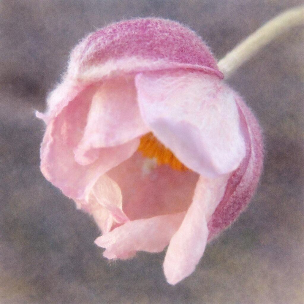 シュウメイギク（秋明菊）の蕾を横向き構図で描いた手描き水彩画風イラスト。産毛に包まれた淡いピンクの蕾と、ほのかに見える花芯をふんわり優しいにじみで表現した正方形作品。