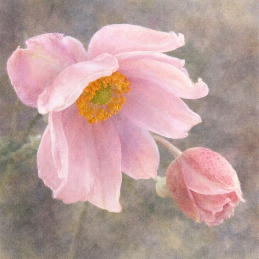 シュウメイギク（秋明菊）の花と蕾を横向き構図で描いた手描き水彩画風イラスト。淡いピンクの花びらと黄色い花芯、丸みのある蕾をふんわり優しいにじみで表現した正方形作品。