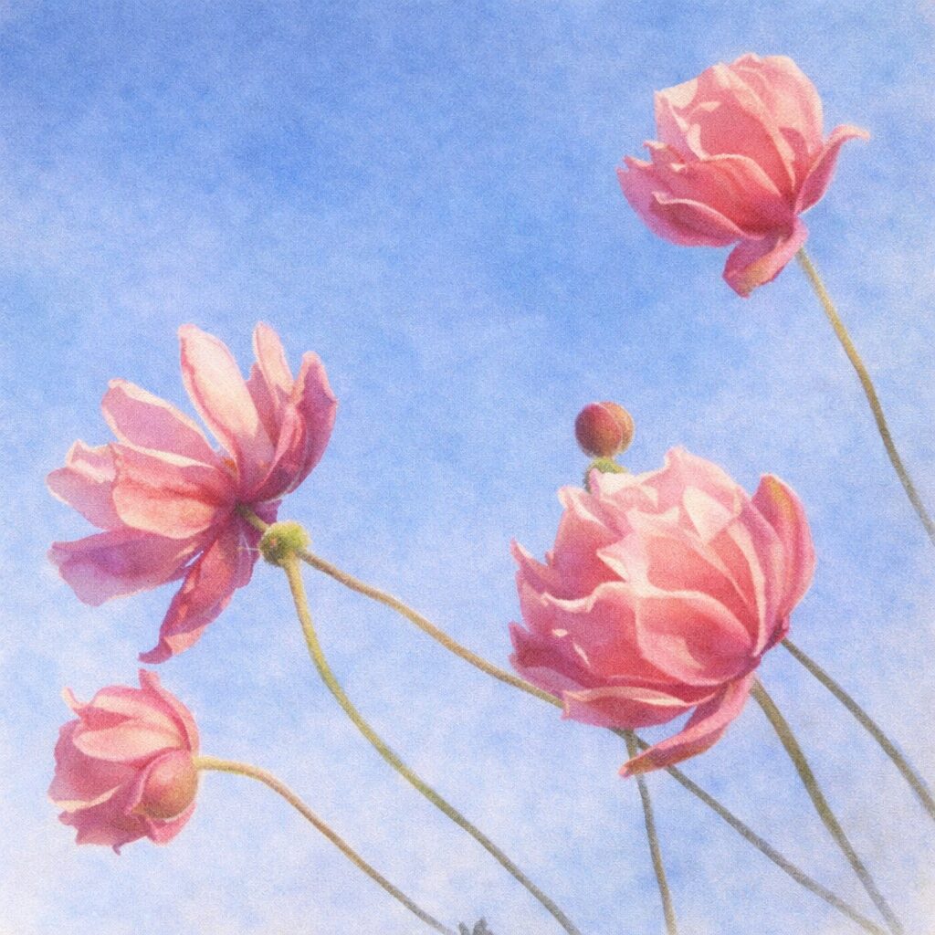 青空を背景に、シュウメイギク（秋明菊）のピンク色の花と蕾が細い茎の先に浮かぶ様子を描いた手描き水彩画風イラスト。下から見上げる構図で、やわらかなにじみと優しい色合いを活かした正方形作品。