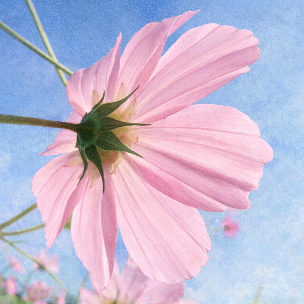 青空の中で淡いピンクのコスモスを見上げる構図を、花弁のやわらかなグラデーションと透明感を活かして描いた、ふんわり優しい手描き水彩画風イラスト