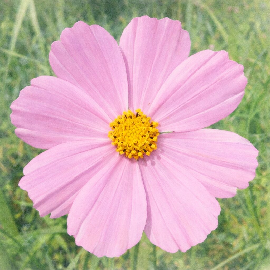 淡いピンクのコスモスを中央に配置し、花弁のやわらかなグラデーションと黄色い花芯の繊細さをにじみ表現で描いた、優しくふんわりとした手描き水彩画風イラスト