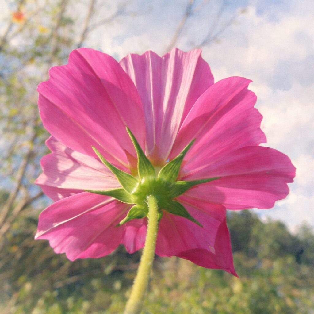 空に向かって咲くピンク色のコスモスを花裏から見上げた構図の手描き水彩画風イラスト。光を透かす花びらと柔らかな色彩で表現された、ふんわり優しい植物イラスト。