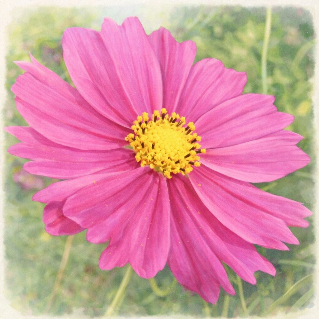 ピンク色のコスモスを正面構図で描いた手描き水彩画風イラスト。やわらかな筆致で表現された花びらと黄色い花芯が印象的な、ふんわり優しい植物イラスト。