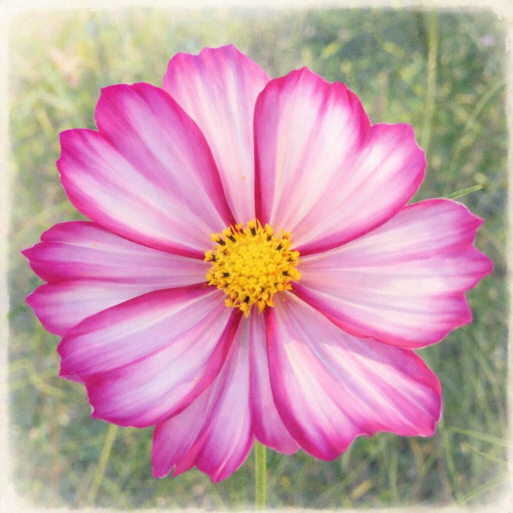 白とピンクのグラデーションが美しいコスモスを正面構図で描いた手描き水彩画風イラスト。やさしい色のにじみと黄色い花芯が印象的な、ふんわりした植物イラスト。