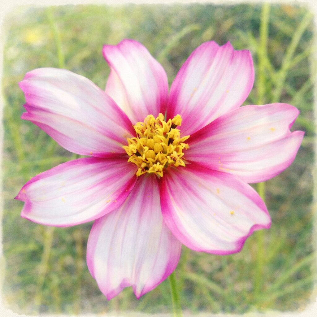 白とピンクのグラデーションが美しいコスモスを斜め構図で描いた手描き水彩画風イラスト。やさしいにじみと黄色い花芯が印象的な、ふんわりした植物イラスト。