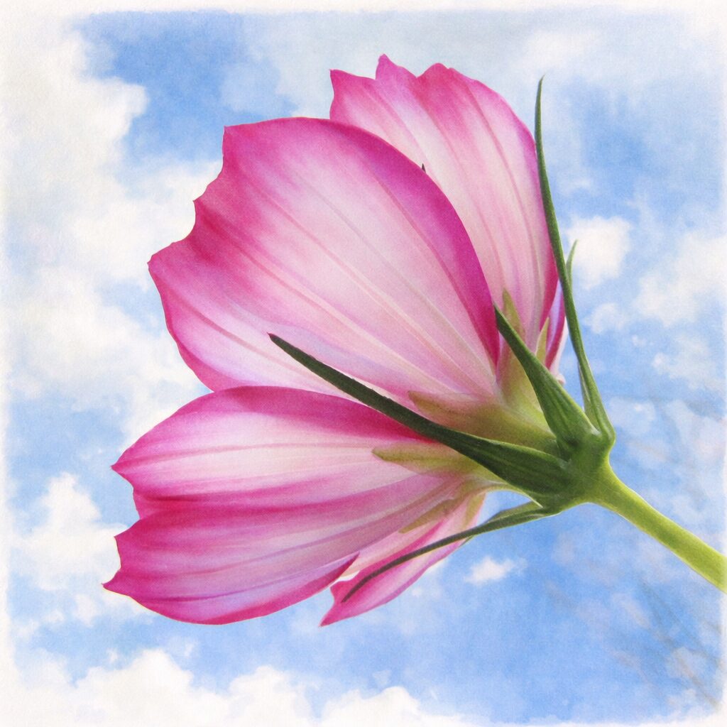 青空に向かって咲くピンクと白のグラデーションのコスモスを下から見上げた構図の手描き水彩画風イラスト。光を透かす花びらとやさしい空の表現が調和した、ふんわりとした植物イラスト。