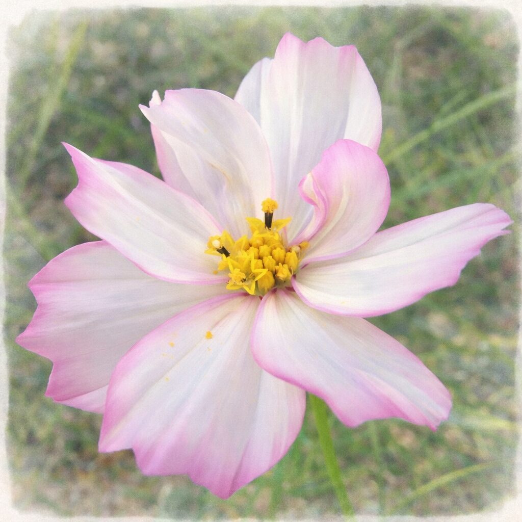 白と淡いピンクのグラデーションが美しいコスモスを正面構図で描いた手描き水彩画風イラスト。やさしいにじみと黄色い花芯が印象的な、ふんわりとした植物イラスト。