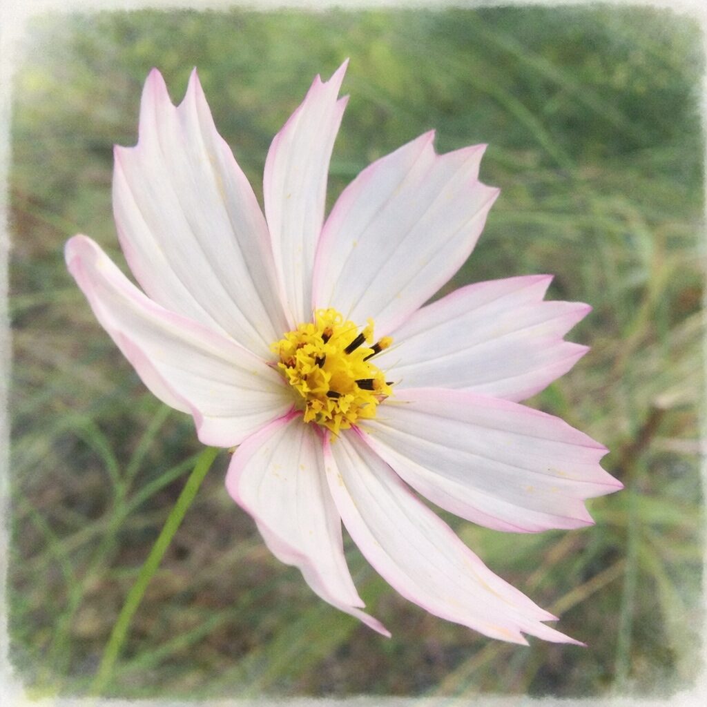 白から淡いピンクへとグラデーションするコスモスを斜め構図で描いた手描き水彩画風イラスト。やさしいにじみと黄色い花芯が際立つ、ふんわりとした植物イラスト。