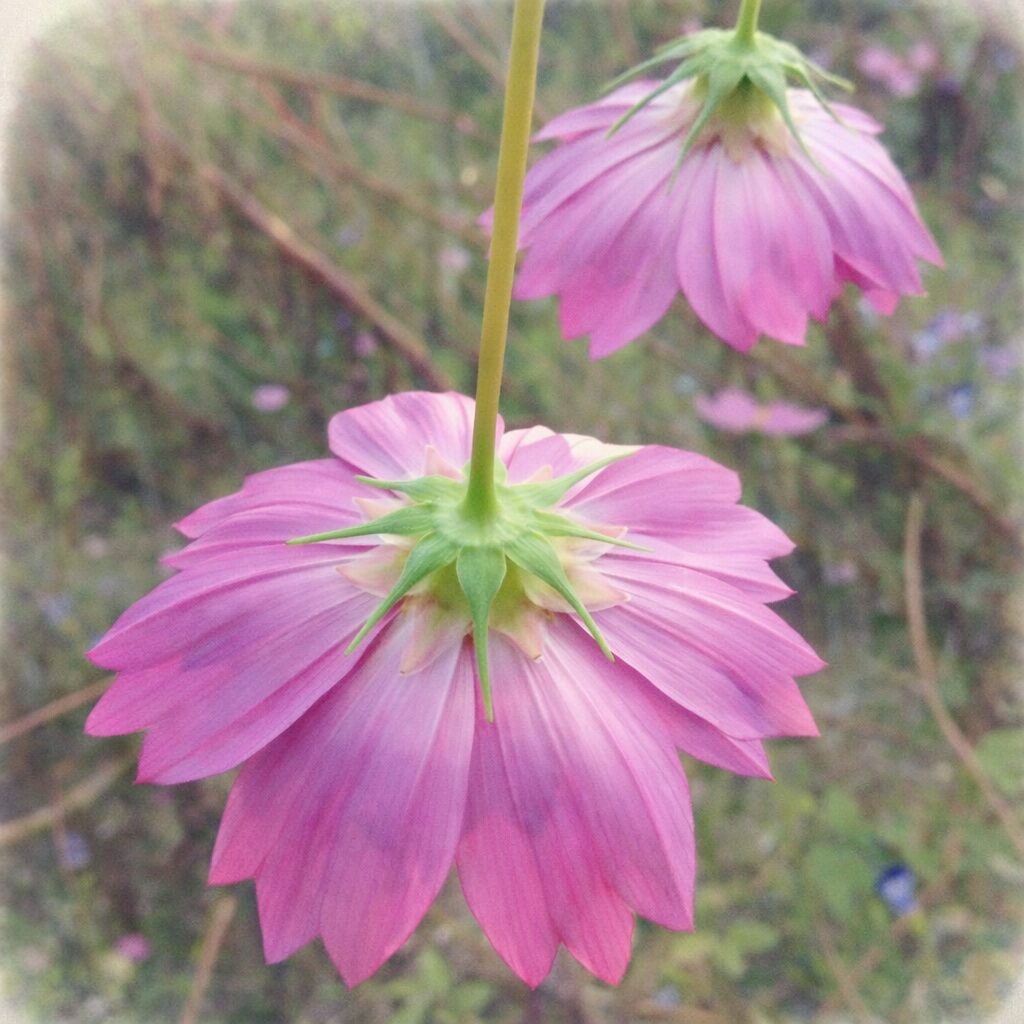 下向きに咲くピンクのコスモスを花裏から描いた手描き水彩画風イラスト。緑のがくと花びらの重なりをやさしいにじみで表現した、ふんわりとした植物イラスト。