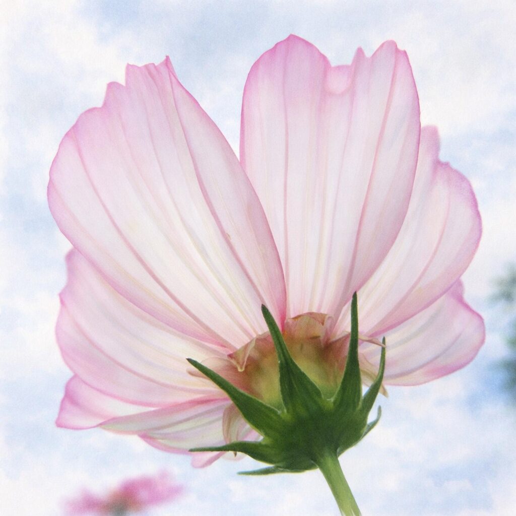 淡いピンクと白の花びらが重なるコスモスを花裏から見上げた構図で描いた手描き水彩画風イラスト。光を透かす花びらと柔らかな空の表現が印象的な、ふんわり優しい植物イラスト。