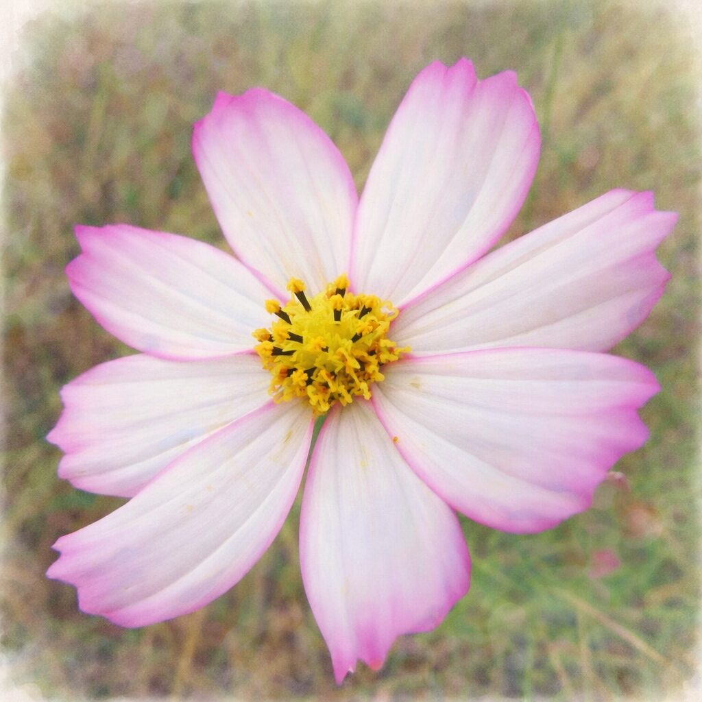 白から淡いピンクへとグラデーションするコスモスを正面構図で描いた手描き水彩画風イラスト。黄色い花芯と柔らかなにじみ表現が印象的な、ふんわり優しい植物イラスト。