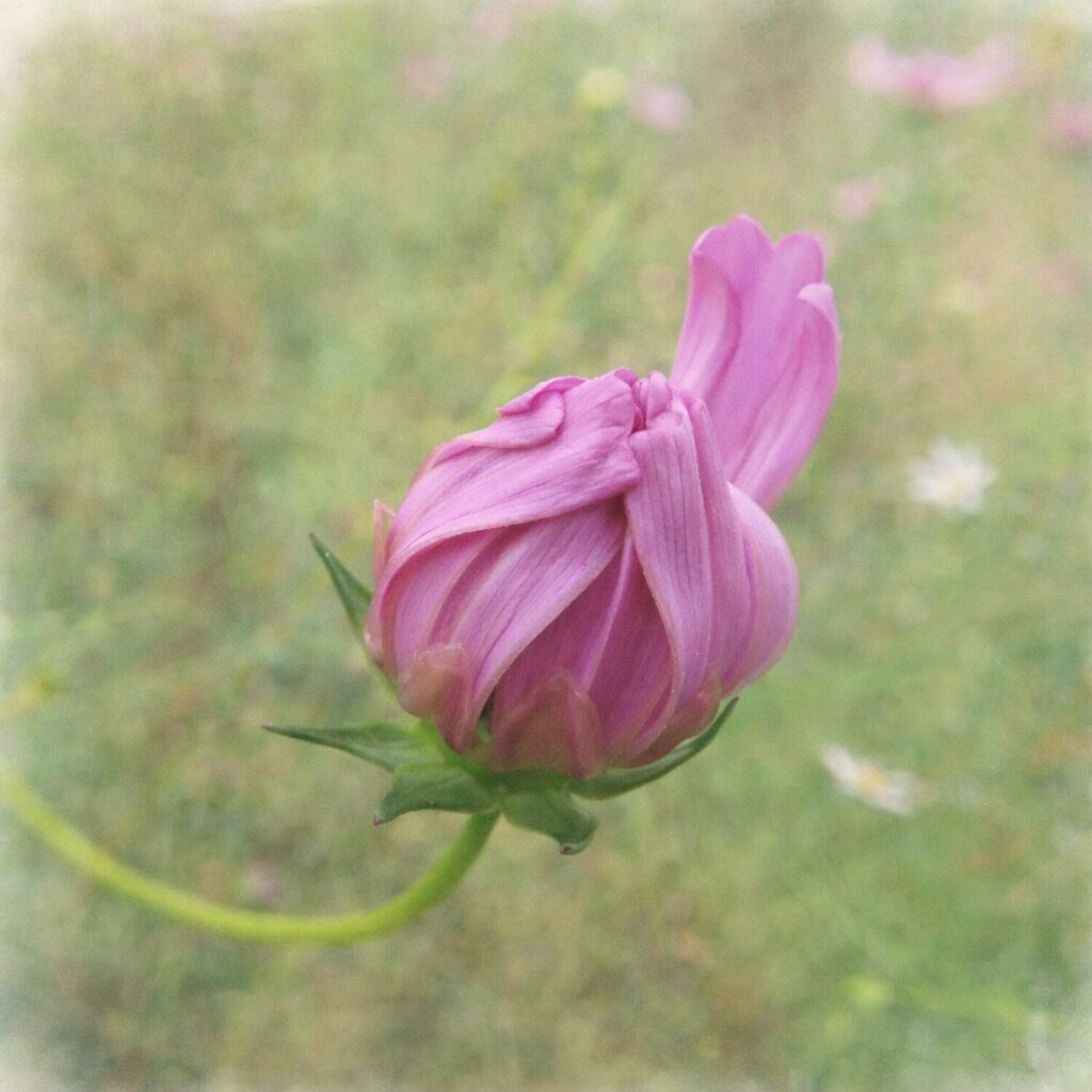 咲き始めのピンク色のコスモスのつぼみを横構図で描いた手描き水彩画風イラスト。花びらの重なりと柔らかな色のにじみが印象的な、ふんわり優しい植物イラスト。