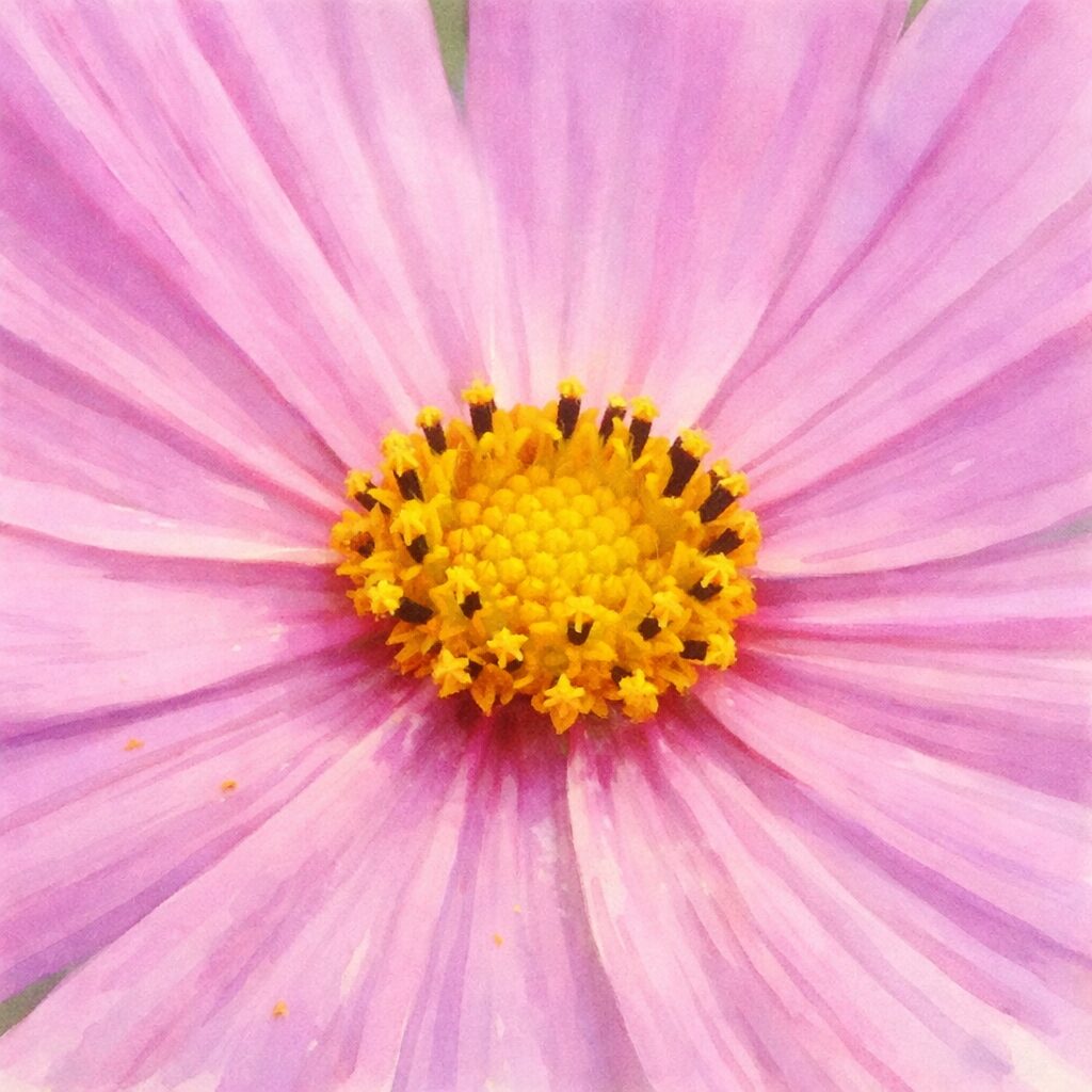 ピンクの花びらが中心から広がるコスモスを正面構図で描いた手描き水彩画風イラスト。黄色い花芯を中心に、やさしいにじみで表現したふんわりとした植物イラスト。