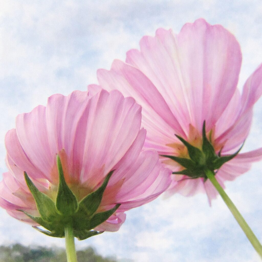 空を背景に下向きに咲く2輪のピンクのコスモスを描いた手描き水彩画風イラスト。透け感のある花びらと柔らかな色のにじみで表現した、ふんわり優しい植物イラスト。