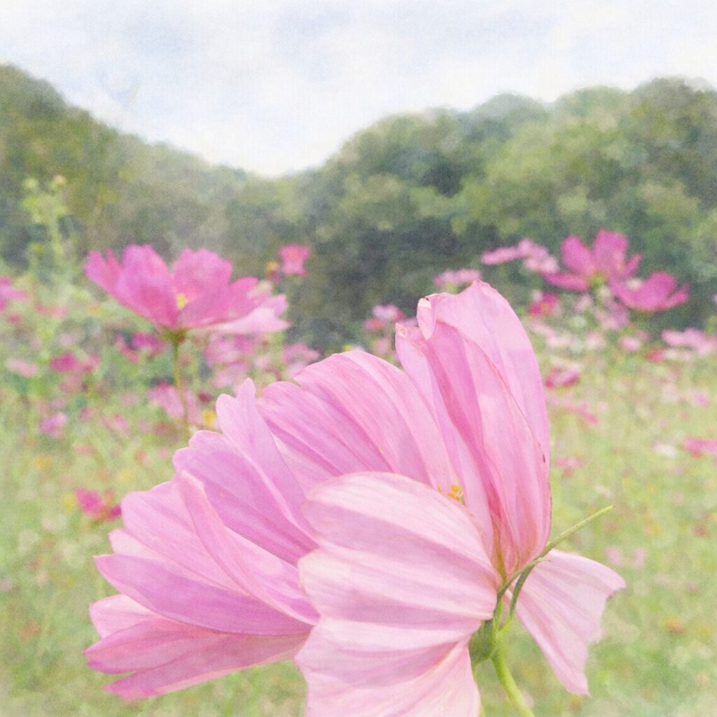 ピンクのコスモスを横構図で描いた手描き水彩画風イラスト。重なり合う花びらをやさしいにじみで表現し、背景に淡くぼけたコスモス畑を感じさせる、ふんわり優しい植物イラスト。