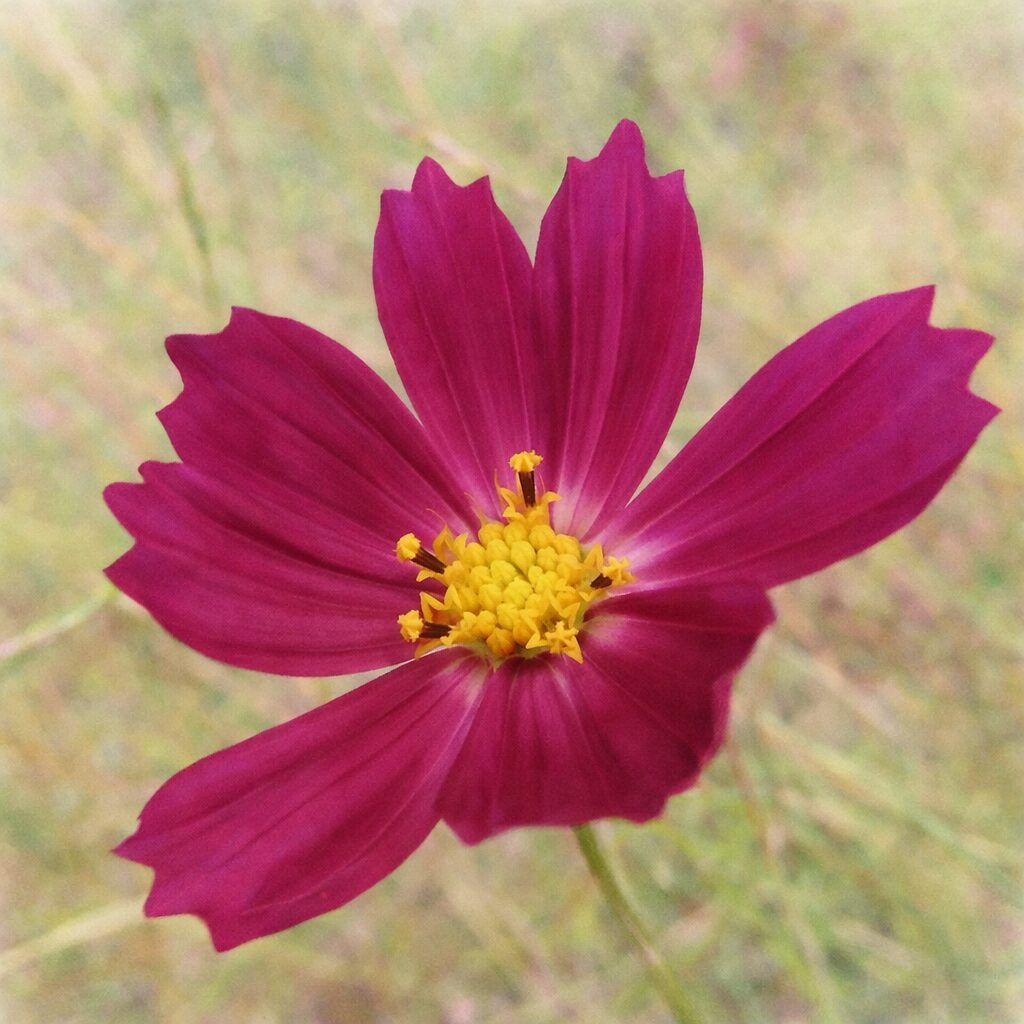 深みのある赤紫色のコスモスを正面構図で描いた手描き水彩画風イラスト。黄色い花芯を中心に、花びらの放射状の広がりをやさしいにじみで表現した、ふんわりとした植物イラスト。