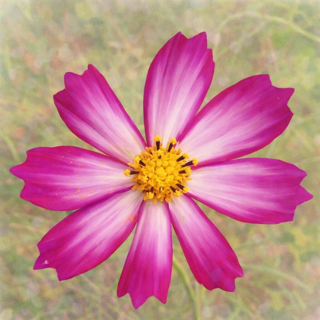 濃いピンクと白のグラデーションが美しいコスモスを真上構図で描いた手描き水彩画風イラスト。黄色い花芯を中心に、やさしいにじみで花びらを表現したふんわりとした植物イラスト。