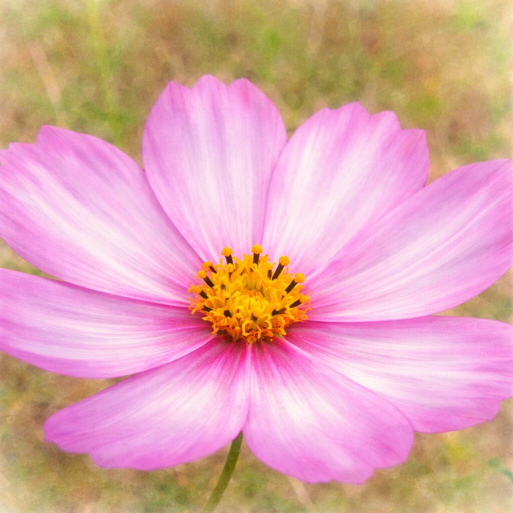 淡いピンクと白の放射状グラデーションが美しいコスモスを正面構図で描いた手描き水彩画風イラスト。黄色い花芯を中心に、やさしいにじみで花びらの質感を表現したふんわりとした植物イラスト。