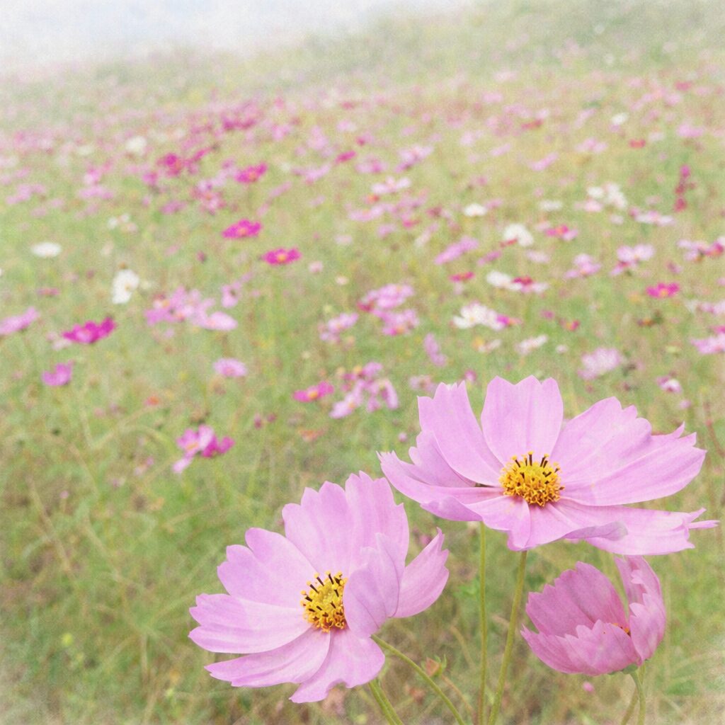コスモス畑を背景に、手前に咲く淡いピンクのコスモス2輪を描いた手描き水彩画風イラスト。奥に広がる花畑をやさしいにじみで表現した、ふんわりとした秋の植物イラスト。