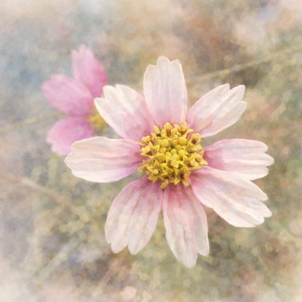淡いピンクと白のコスモスを描いた手描き水彩画風イラスト。正面向きの一輪を中心に、黄色い花芯と透け感のある花びらをふんわり表現し、背景にもう一輪を柔らかくぼかした優しい質感の正方形構図。