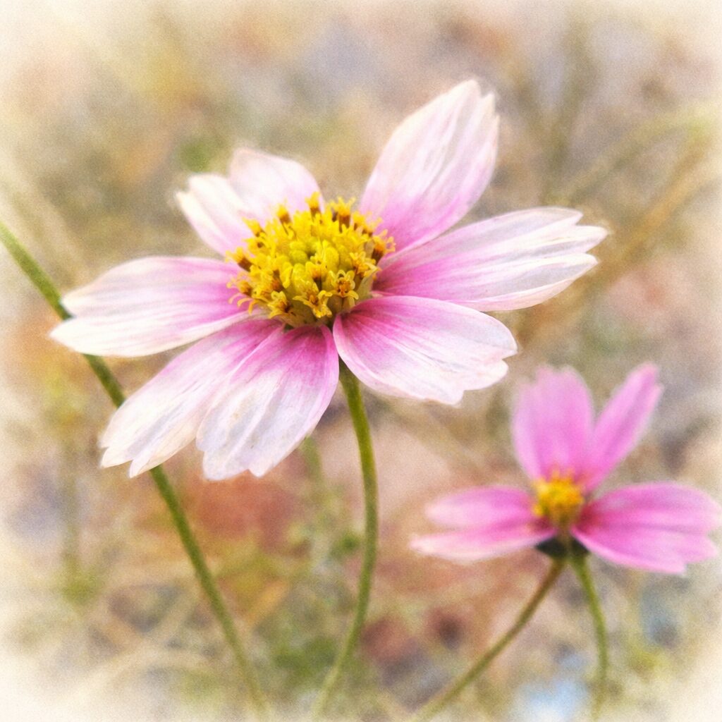 淡いピンクと白のコスモスを描いた手描き水彩画風イラスト。横向きに咲く一輪の花を中心に、黄色い花芯と透け感のある花びらをふんわり表現し、背景に別の花を柔らかくぼかした優しい質感の正方形構図。