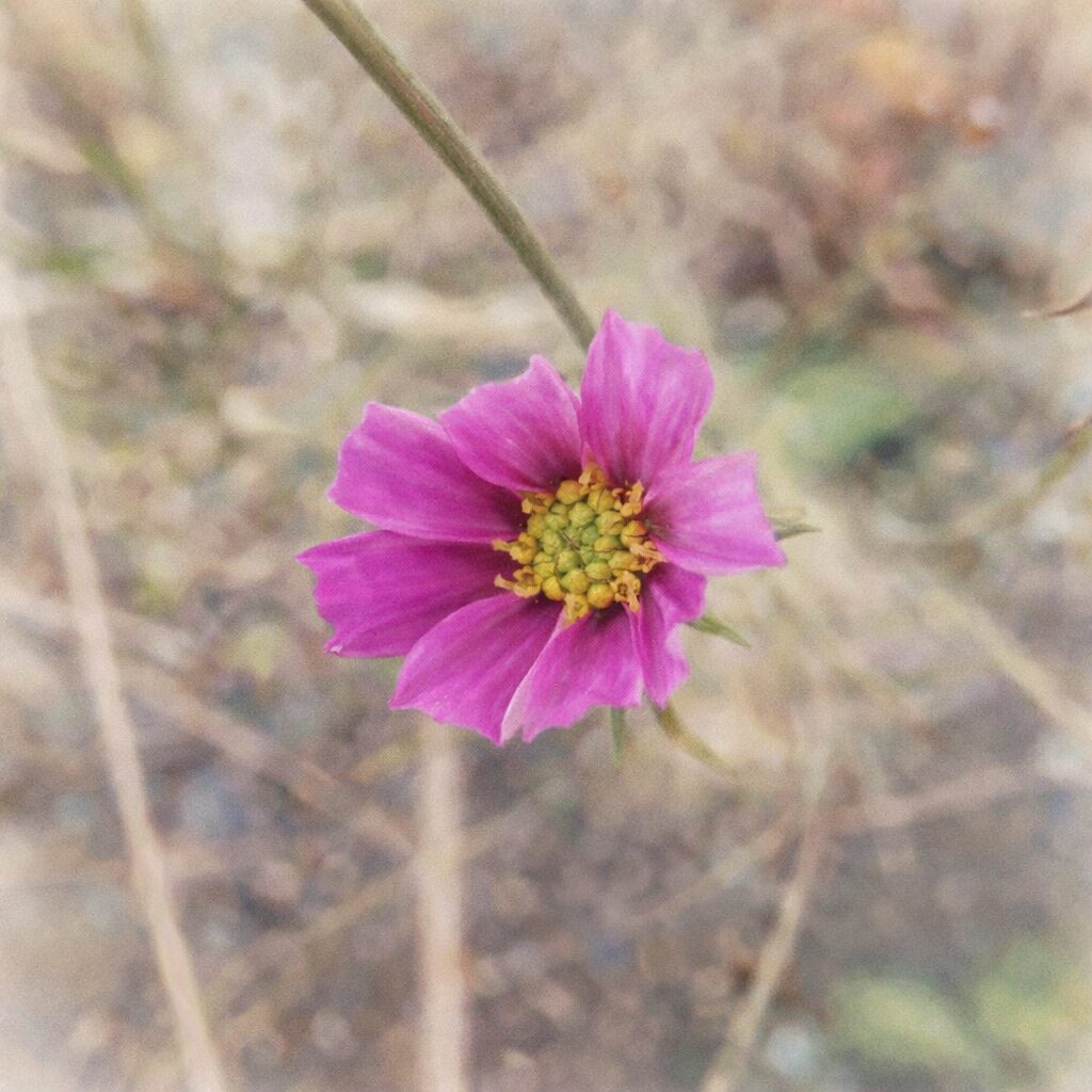 濃いピンクのコスモスを描いた手描き水彩画風イラスト。上向きに咲く一輪の花を主役に、黄緑色の花芯と柔らかな花びらの質感をふんわり表現し、斜めに伸びる茎と背景を淡くぼかした優しい正方形構図。