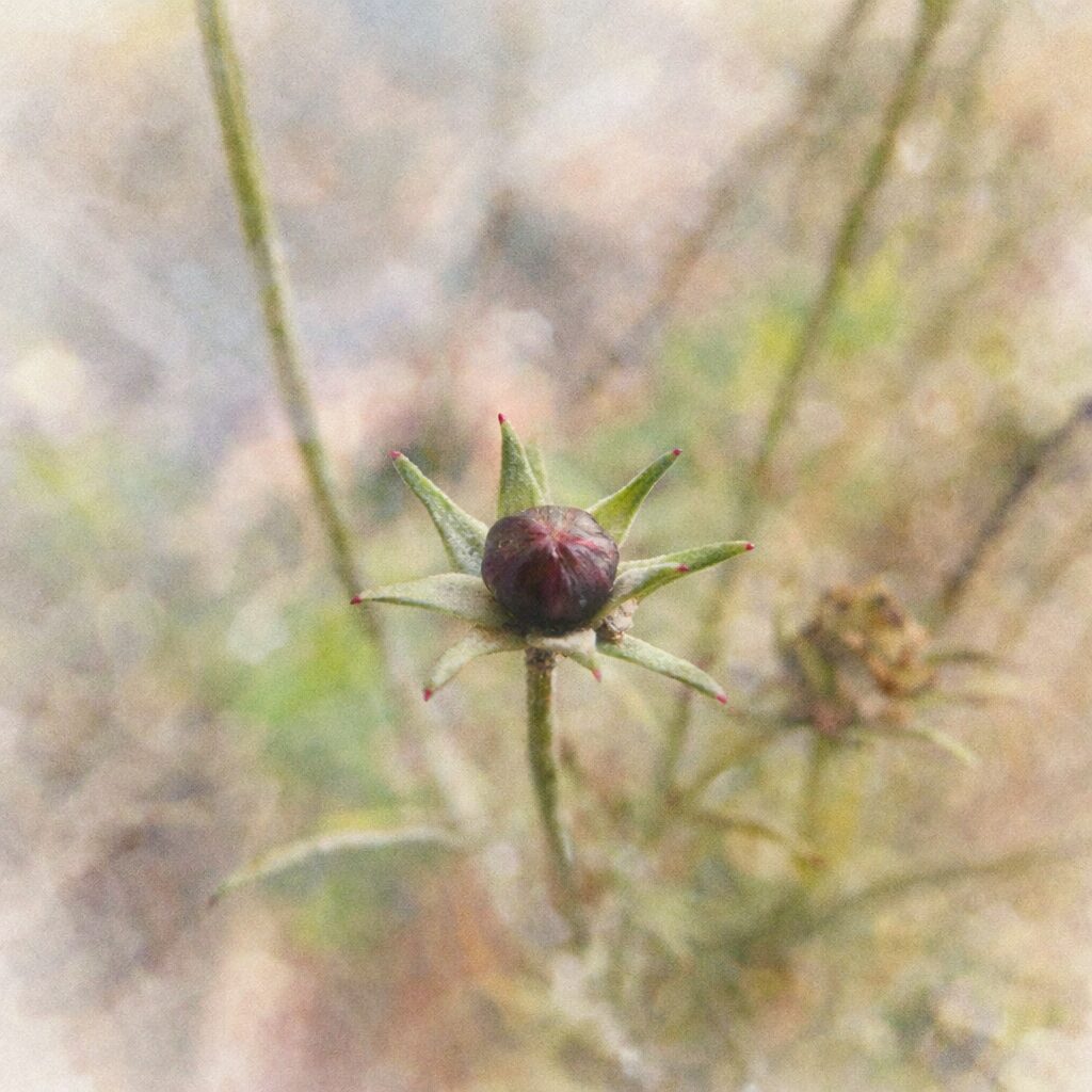 コスモスのつぼみを描いた手描き水彩画風イラスト。星形に広がる緑の総苞と中央の赤紫色のつぼみを主役に、細い茎と背景の植物をふんわりぼかして表現した優しい質感の正方形構図。