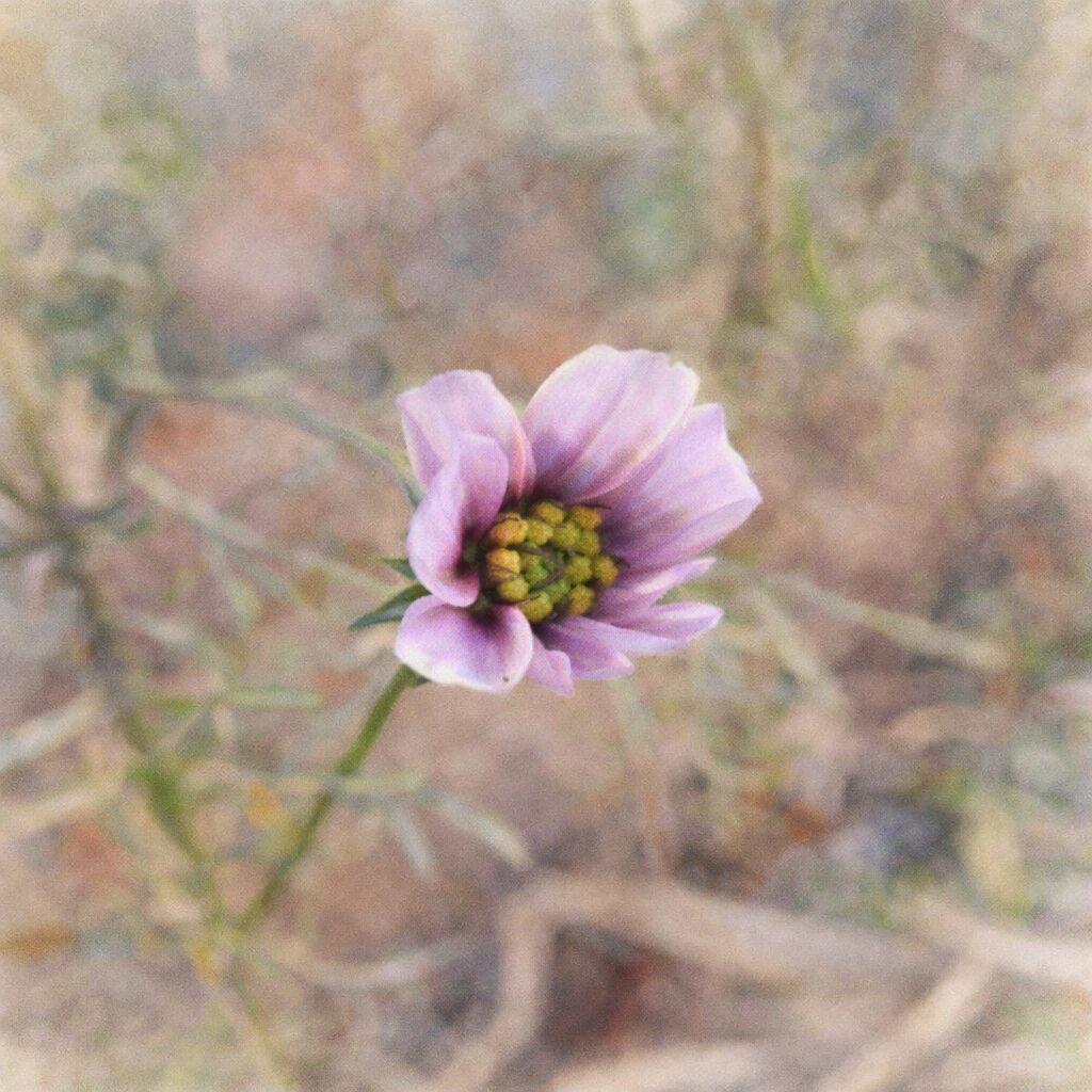 淡いピンクから薄紫へと移ろうコスモスの半開花を描いた手描き水彩画風イラスト。内側に丸みを帯びた花びらと黄緑色の花芯をやさしく表現し、細い茎と背景の植物をふんわりぼかした優しい質感の正方形構図。