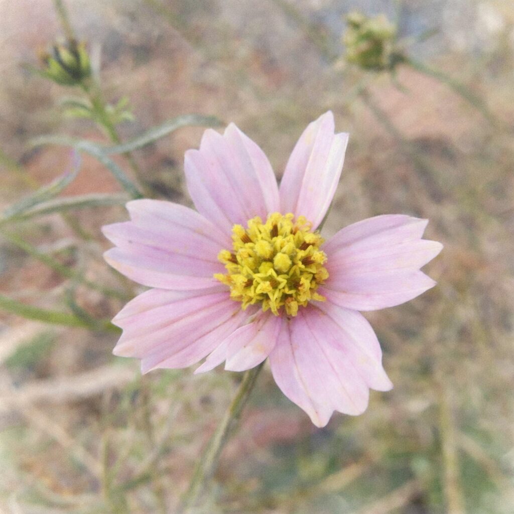 淡いピンクのコスモスを描いた手描き水彩画風イラスト。正面向きに咲く一輪の花を主役に、黄色い花芯と透け感のある花びらをふんわり表現し、背景の植物を淡くぼかした優しい質感の正方形構図。