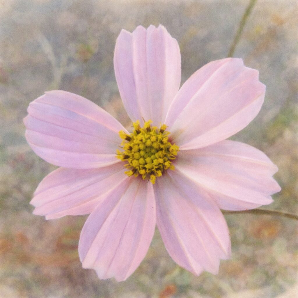 淡いピンクのコスモスを描いた手描き水彩画風イラスト。正面向きに咲く一輪の花を主役に、黄色い花芯と透明感のある花びらをふんわり表現し、背景を淡くぼかした優しい質感の正方形構図。