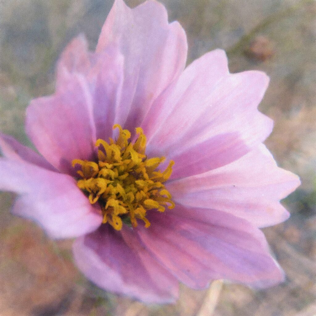 淡いピンクから薄紫へとにじむコスモスを描いた手描き水彩画風イラスト。花芯の黄色と花びらのグラデーションをふんわり表現し、背景をやさしくぼかした優しい質感の正方形構図。