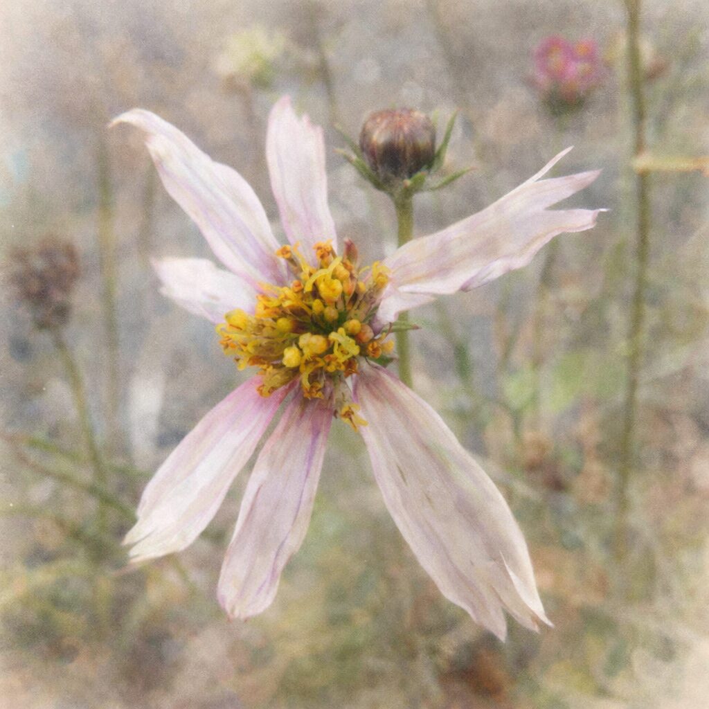 淡いピンクから白へとにじむコスモスを描いた手描き水彩画風イラスト。細く繊細な花びらと黄色い花芯を主役に、背後のつぼみや茎をふんわりぼかして表現した優しい質感の正方形構図。