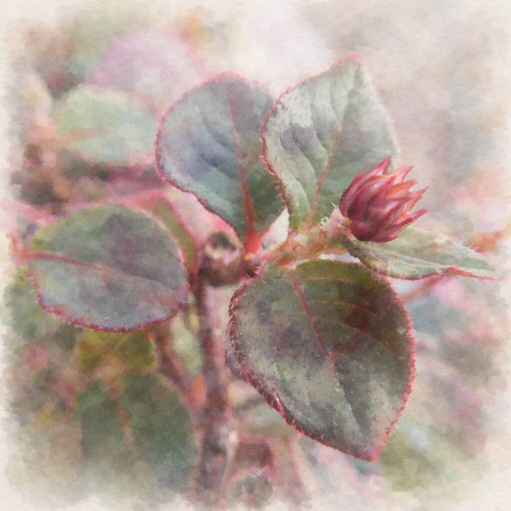 ヒメツルソバの葉と花芽を優しいタッチで描いた手描き水彩画風イラスト｜赤縁の丸い葉と小さな蕾を主役に、淡い色彩とふんわりした背景ぼかしで表現した正方形構図の植物イラスト