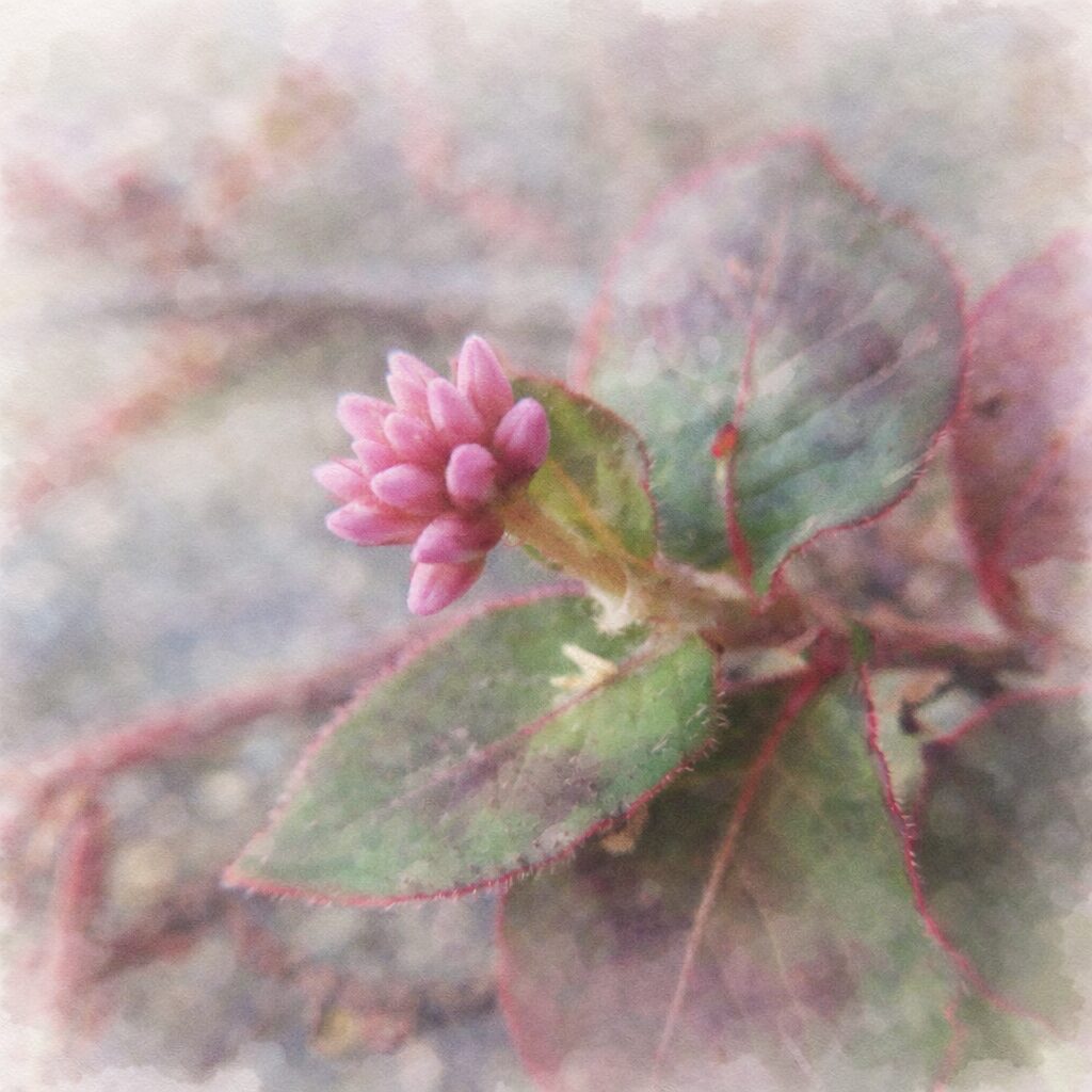 ヒメツルソバの蕾をやさしい質感で描いた手描き水彩画風イラスト｜淡いピンクの花芽と赤縁の葉を主役に、ふんわりした色彩と柔らかな背景ぼかしで表現した正方形構図の植物イラスト