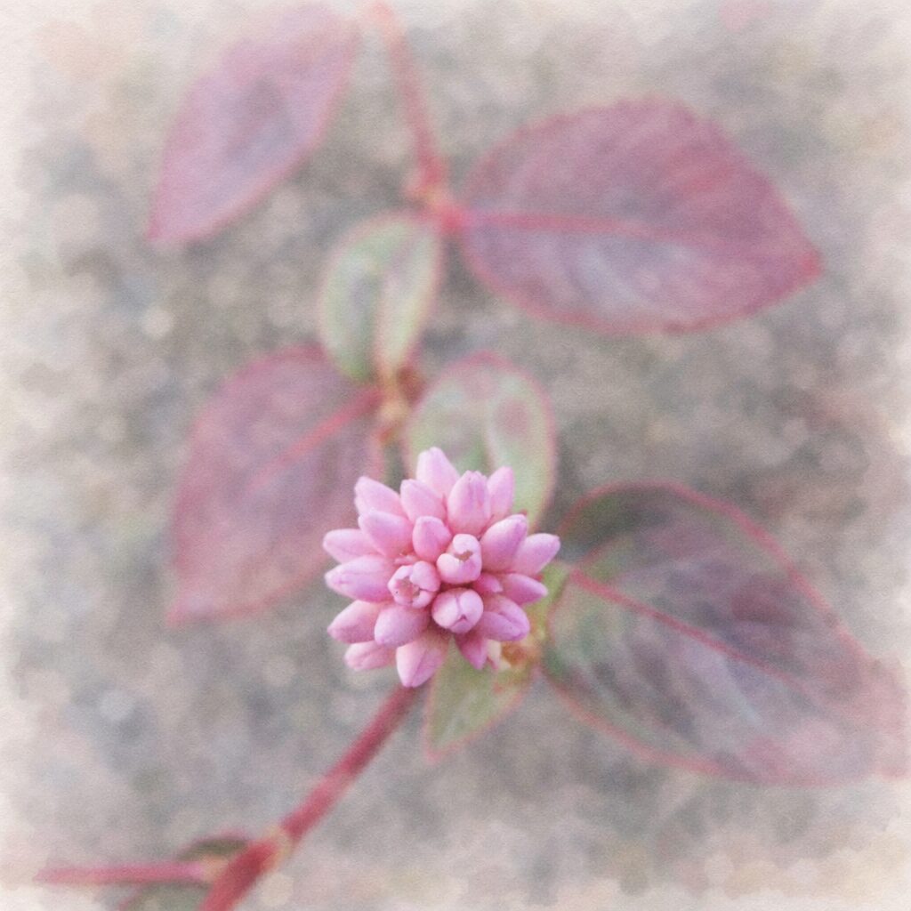 ヒメツルソバの花をふんわり描いた手描き水彩画風イラスト｜淡いピンクの丸い花序を中心に、赤い茎と柔らかくぼかした葉を淡色で表現した正方形構図の植物イラスト