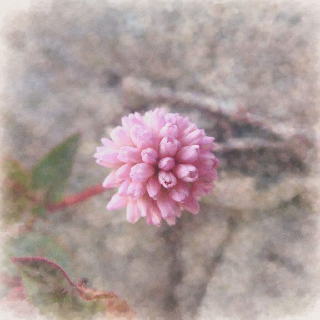 ヒメツルソバの花をやさしく描いた手描き水彩画風イラスト｜淡いピンクの丸い花序を中心に、赤い茎とぼかした背景を淡色で表現したふんわり質感の正方形植物イラスト