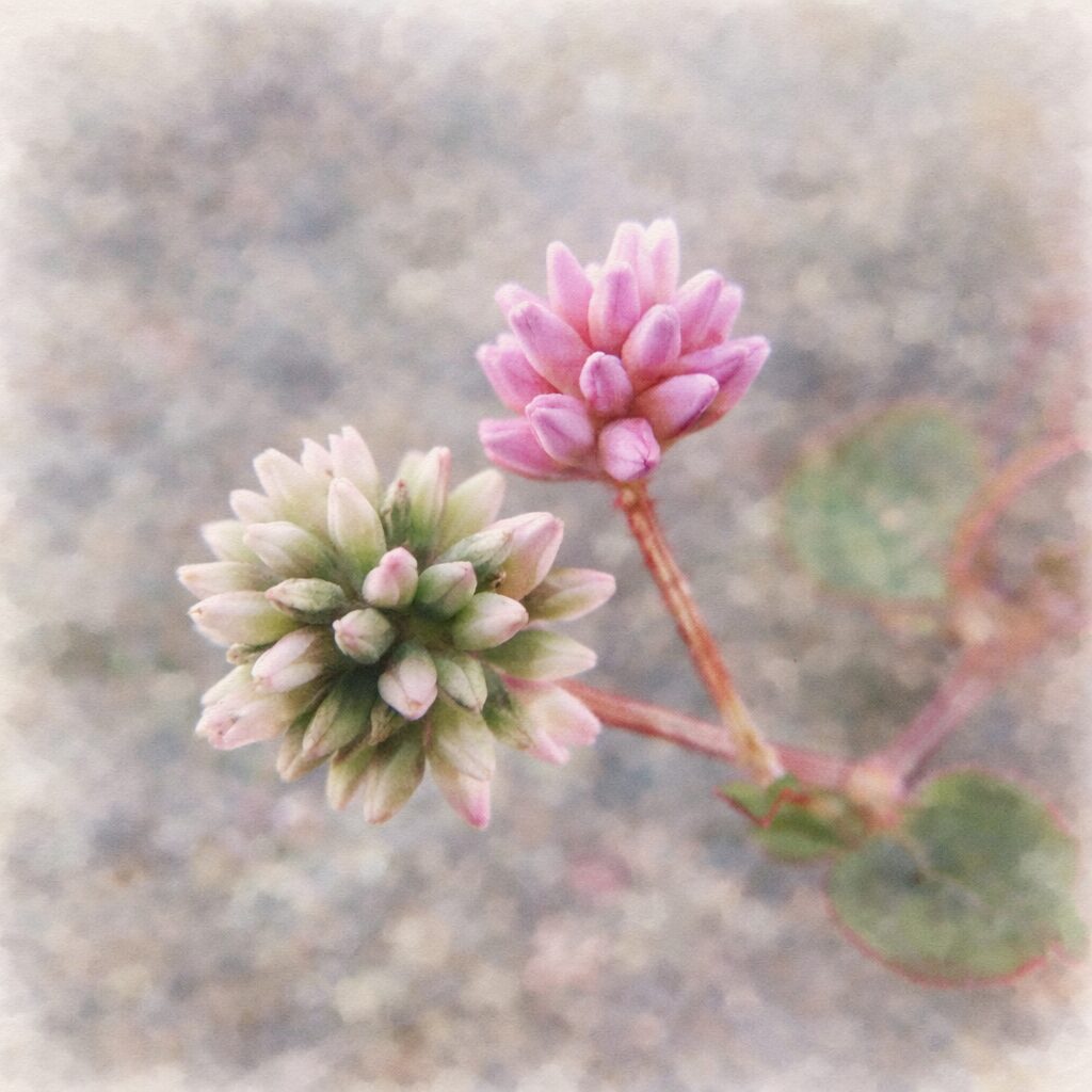 ヒメツルソバの花を優しく描いた手描き水彩画風イラスト｜ピンク色の花序と白緑色の蕾を対比させ、淡い色調とふんわりした背景ぼかしで表現した正方形構図の植物イラスト