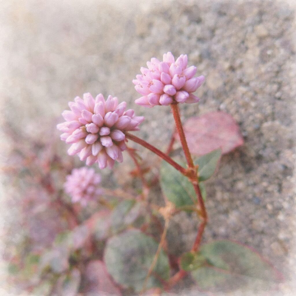 ヒメツルソバの花をふんわり描いた手描き水彩画風イラスト｜淡いピンクの丸い花序が2輪並び、赤い茎と葉をやさしい色調で表現した背景ぼかしの正方形植物イラスト